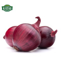 Natural vegetable China Gansu fresh red onion export